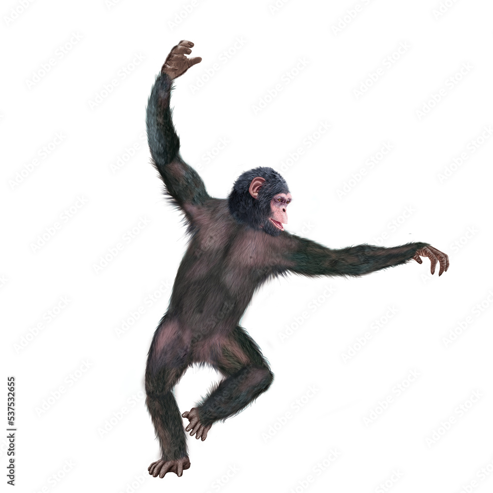 chimpanzé, attitude, mouvement, gesticule, singe, expression, mammifère, jardin zoologique, illustration, animal, fourrure, bonobo, nature, sauvage, faune, drôle chimpanzé, attitude, mouvement, gesticule, singe, expression, mammifère, jardin zoologique, illustration, animal, fourrure, bonobo, nature, sauvage, faune, drôle