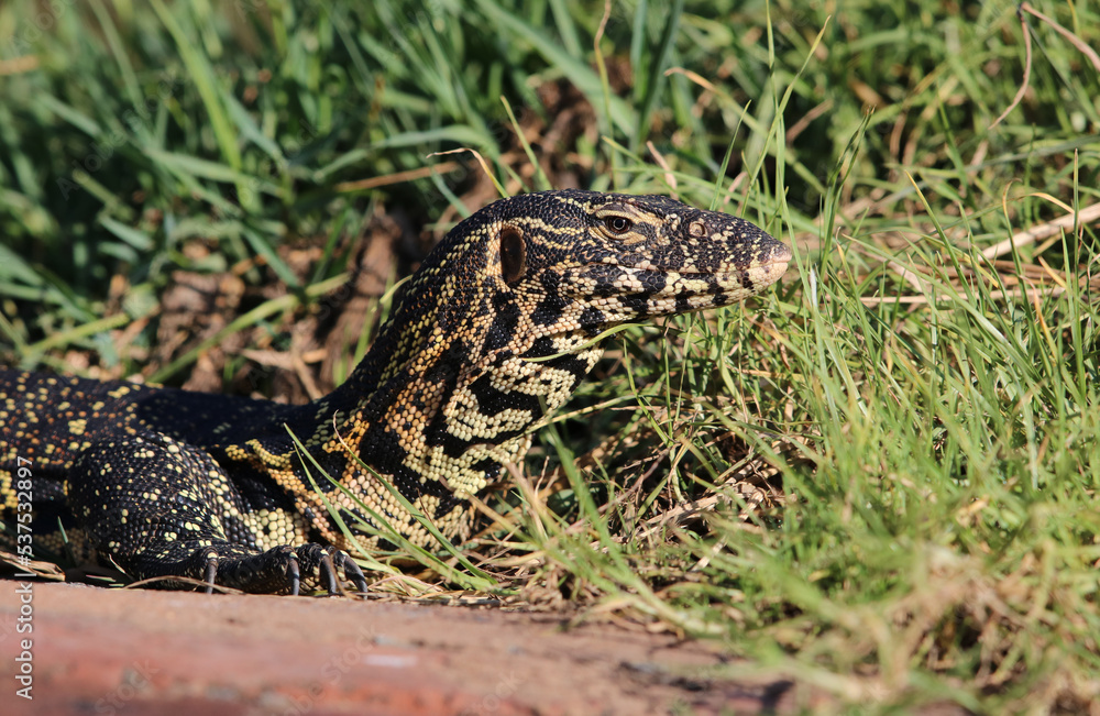 Fototapeta premium Nile Monitor Lizard, Kruger National Park, South Africa