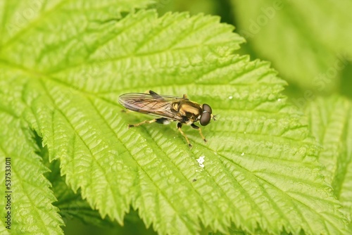 Closeup on a Lazy wood fly, Xylota segnis, sitting on a green leaf in the garden photo