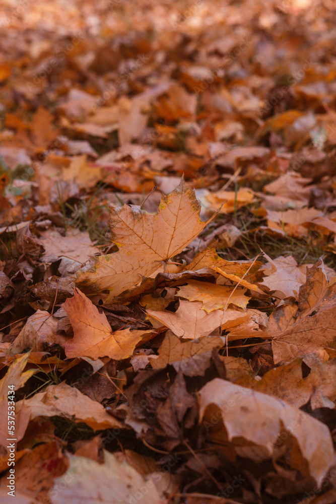 close up on colorful autumn fallen leaves 
