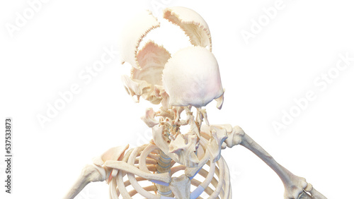 3d rendered medical illustration of an exploded view of the human  skull