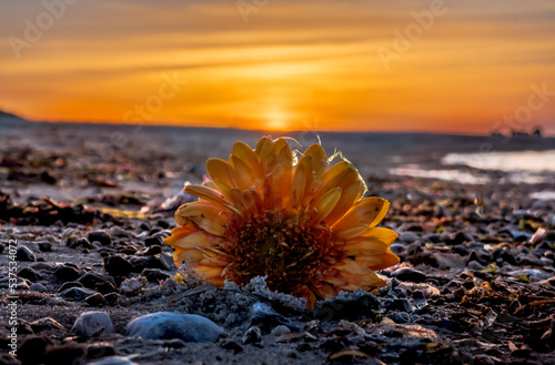sunset on the beach with flower