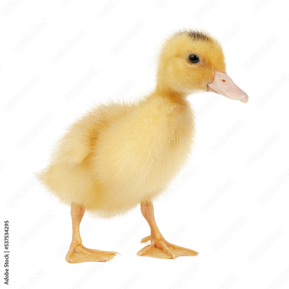 Newborn fluffy duckling on a white background, close-up. Newborn fluffy duckling on a white background, close-up.