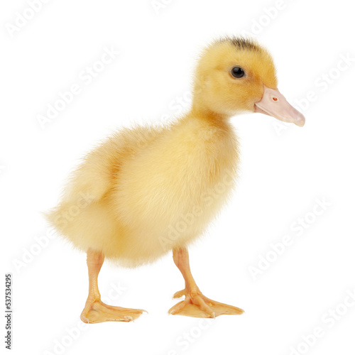 Newborn fluffy duckling on a white background  close-up.