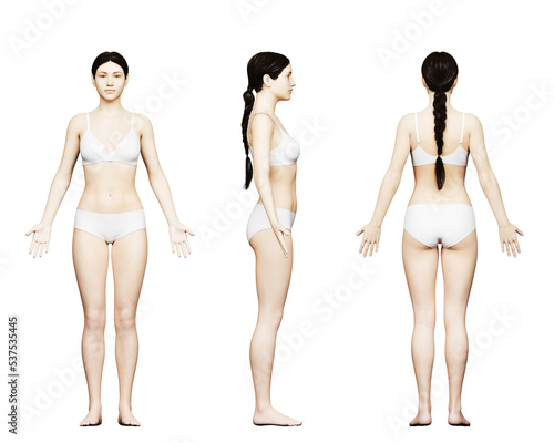 3d rendered medical illustration of an average female body