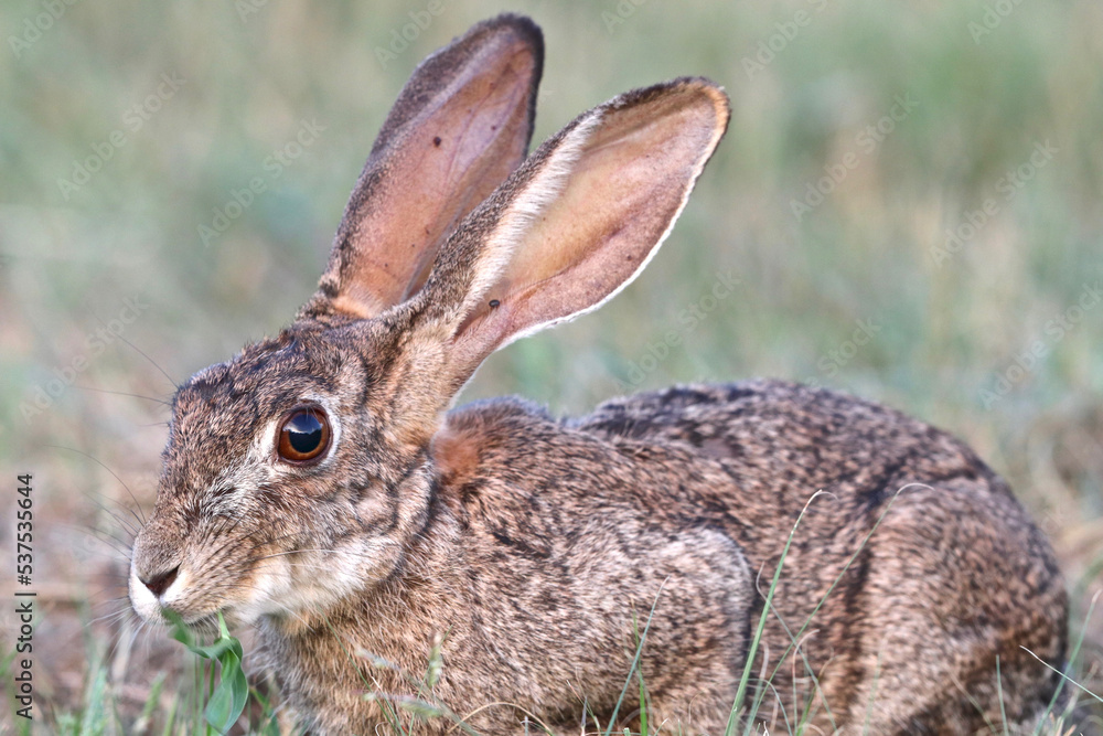 Cape Hare or Scrub Hare, Kruger National Park, South Africa Cape Hare or Scrub Hare, Kruger National Park, South Africa