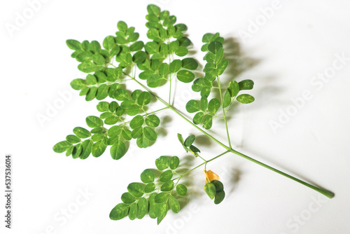 green moringa leaf branch or daun kelor , tropical herb isolated on white background photo