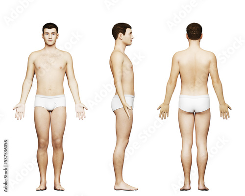 3d rendered medical illustration of an average male body