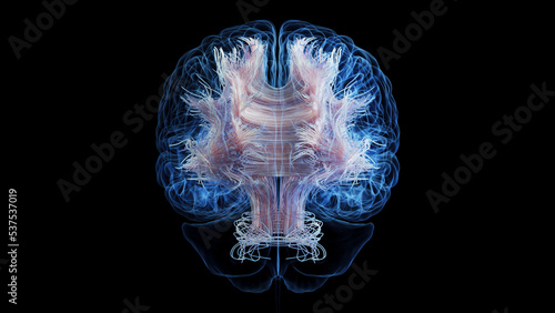 3d rendered medical illustration of white brain matter fibres photo