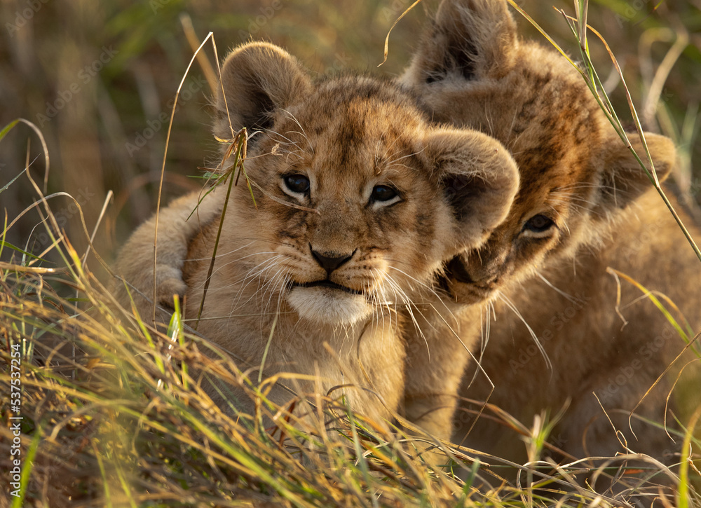 Portrait of Lion cubs at Masai Mara, Kenya Portrait of Lion cubs at Masai Mara, Kenya