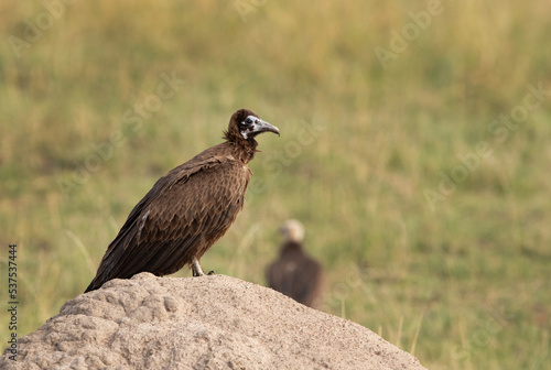 Portrait of a hooded vulture, Masai Mara, Kenya