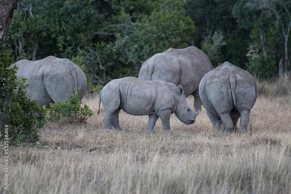 Breitmaulnashorn Breitmaulnashorn