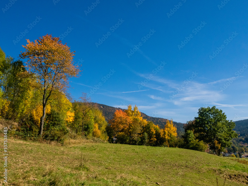 Fototapeta premium bayerischer wald