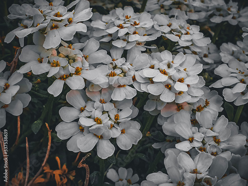 white and yellow flowers