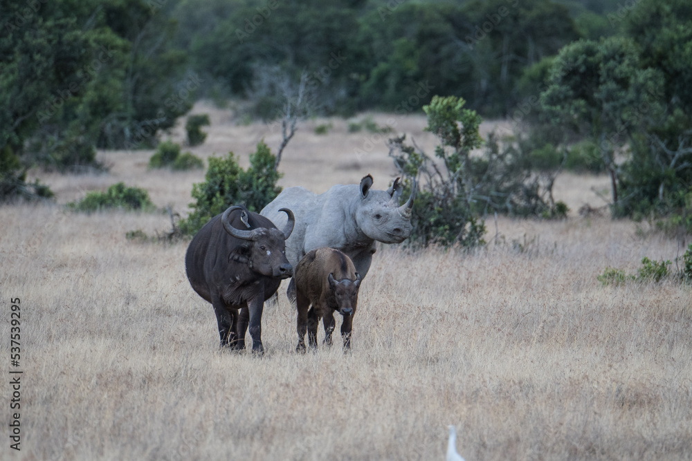 Spitzmaulnashorn und Wasserbüffel Spitzmaulnashorn und Wasserbüffel