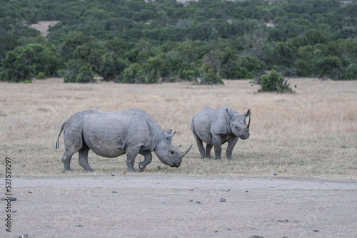 Spitzmaulnashorn