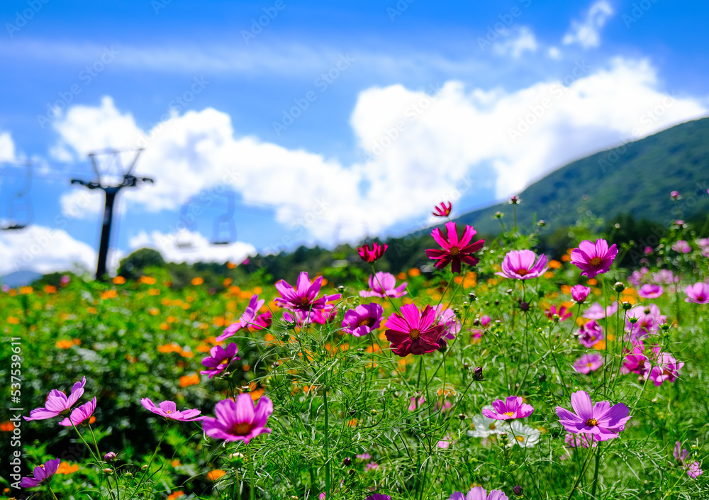 黒姫高原 コスモス