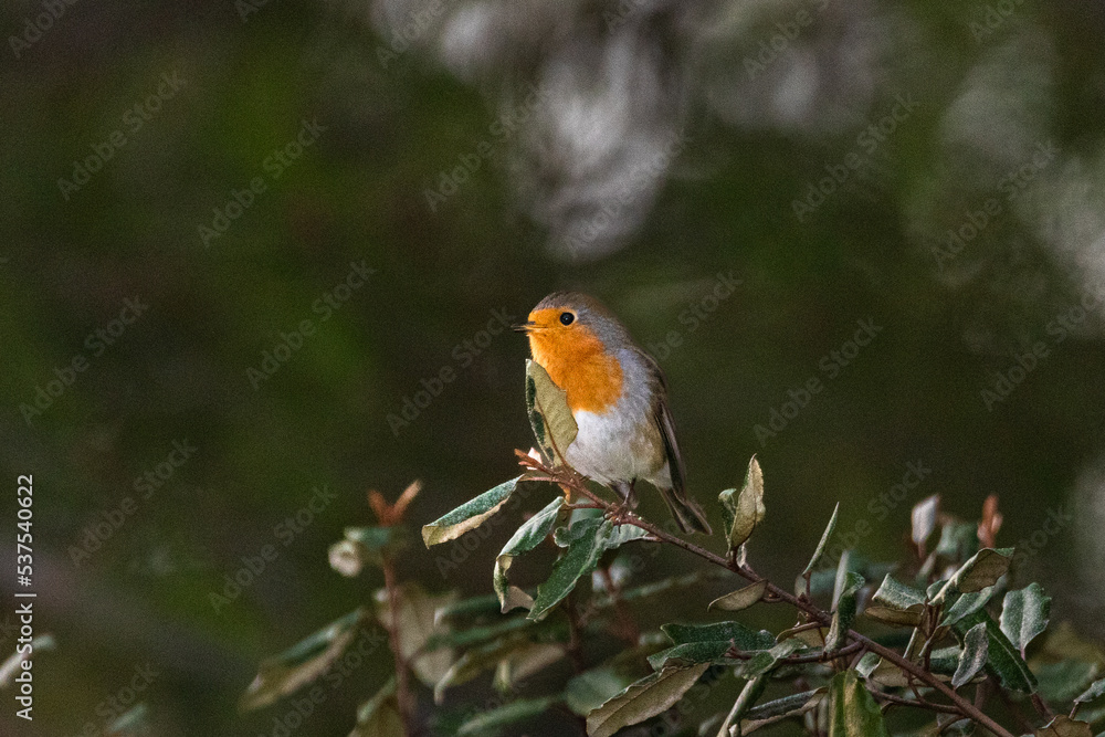 European Robin perched on a tree branch European Robin perched on a tree branch