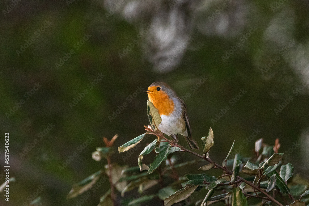 European Robin perched on a tree branch