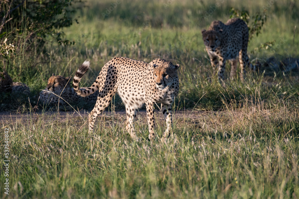 Obraz premium Gepard 