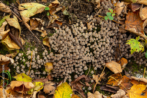 Ansammlung kleiner Pilze im Herbst