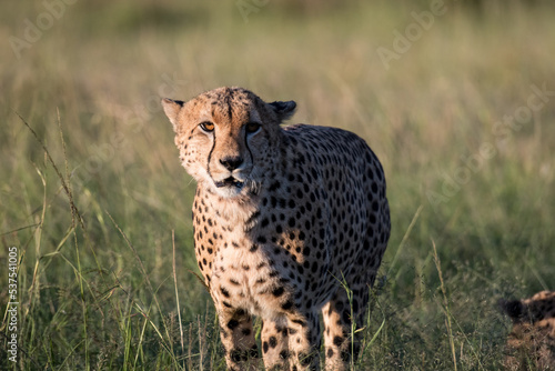 Gepard 