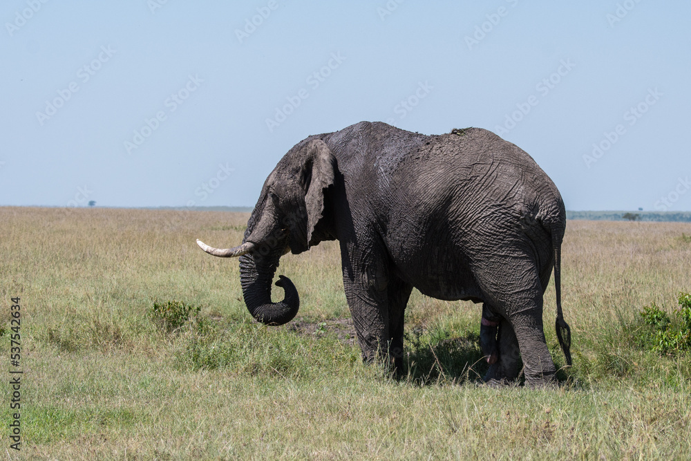 Fototapeta premium Afrikanischer Elefant