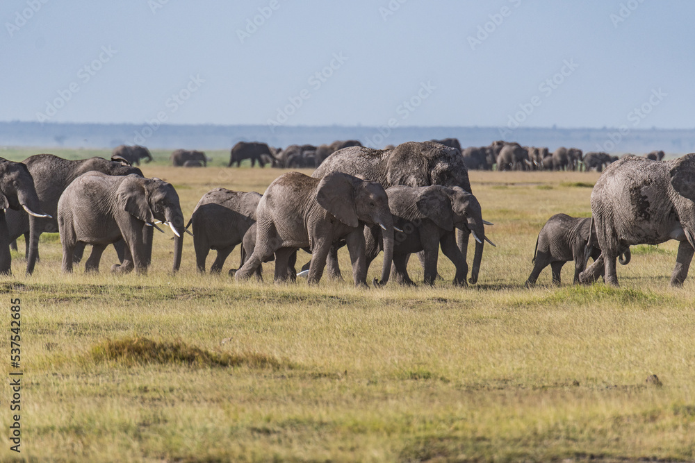 Fototapeta premium Afrikanischer Elefant