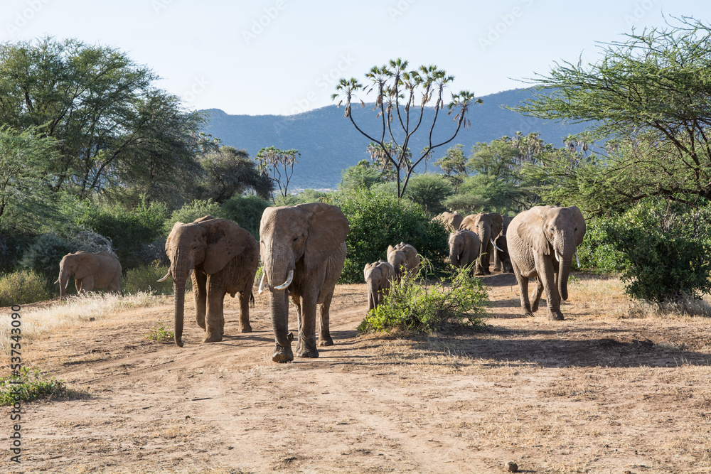 Obraz premium Afrikanischer Elefant