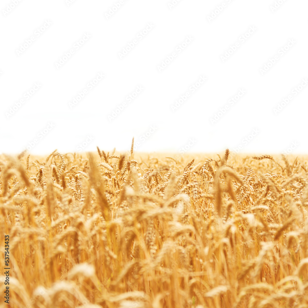 Field of yellow dry wheat in PNG isolated on transparent background