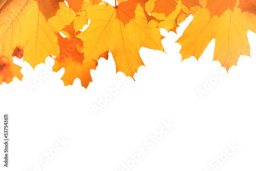 Yellow and orange autumn leaves in PNG isolated on transparent background