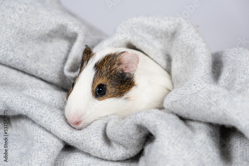 A small white guinea pig in a soft gray blanket. Comfort and care for pets rodents