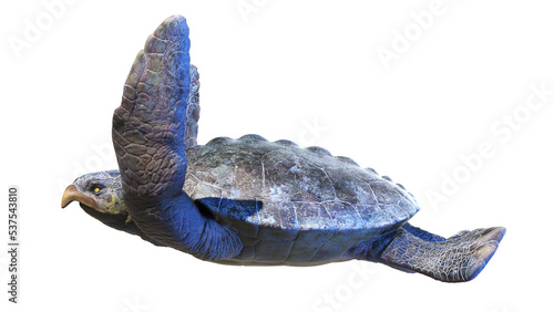 Fototapeta Naklejka Na Ścianę i Meble -  3d rendered dinosaur illustration of the Archelon