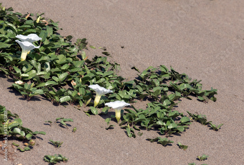 Beach morning-glory (Ipomoea imperati) grows in the dune habitats of beaches photo