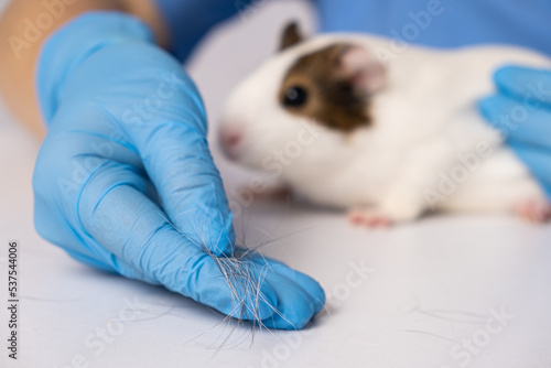 Hair loss in a guinea pig, examination by a veterinarian