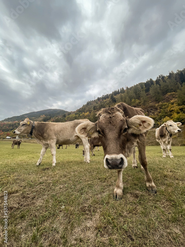 Wallpaper Mural mucche pascolo  Torontodigital.ca
