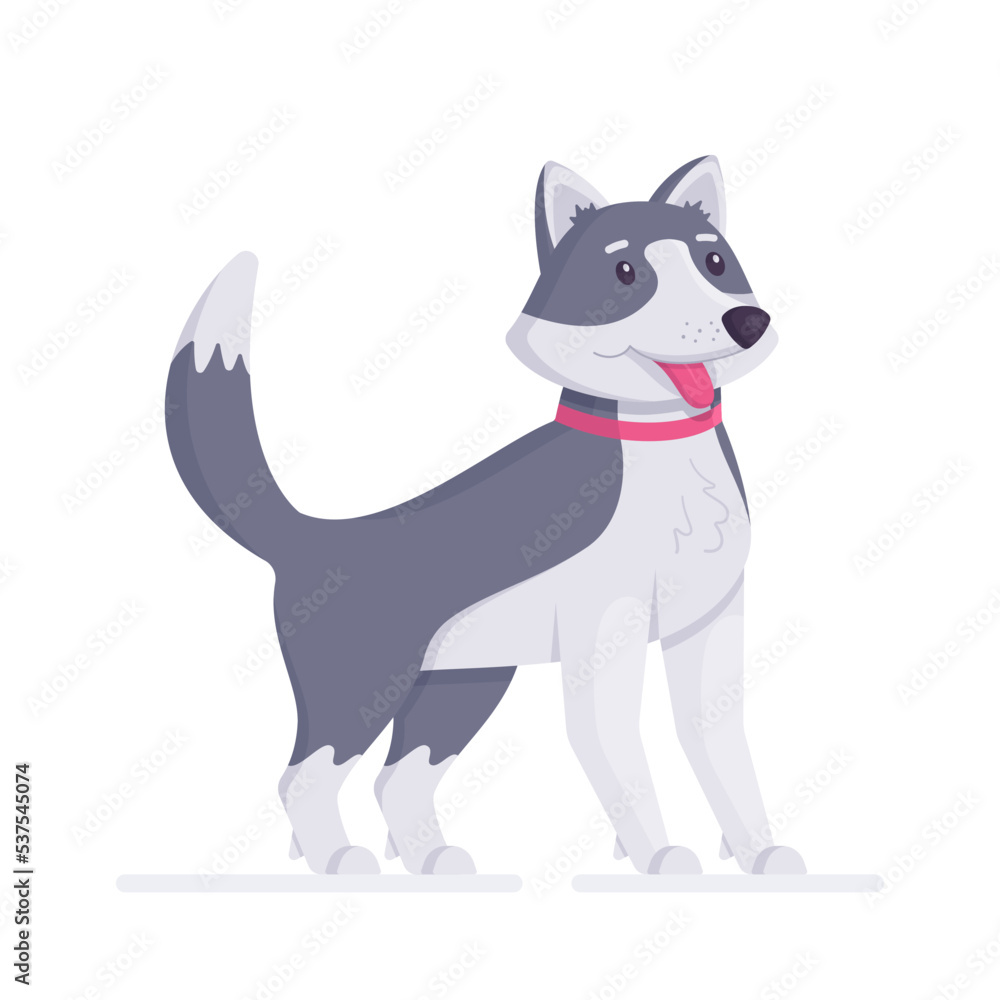 Husky dog is isolated on a white background.