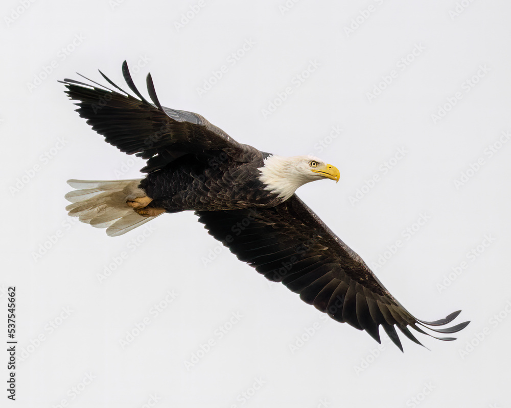 Fototapeta premium A Bald Eagle shows its impressive wingspan during a close fly by in Northwest Ontario, Canada.