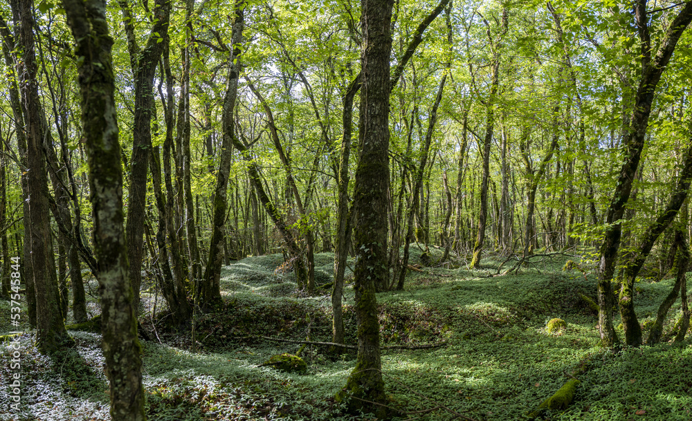 Sous bois de basse futaie