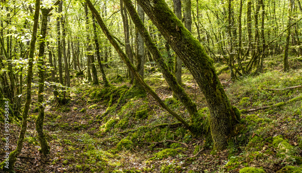 Fototapeta premium Sous bois de basse futaie