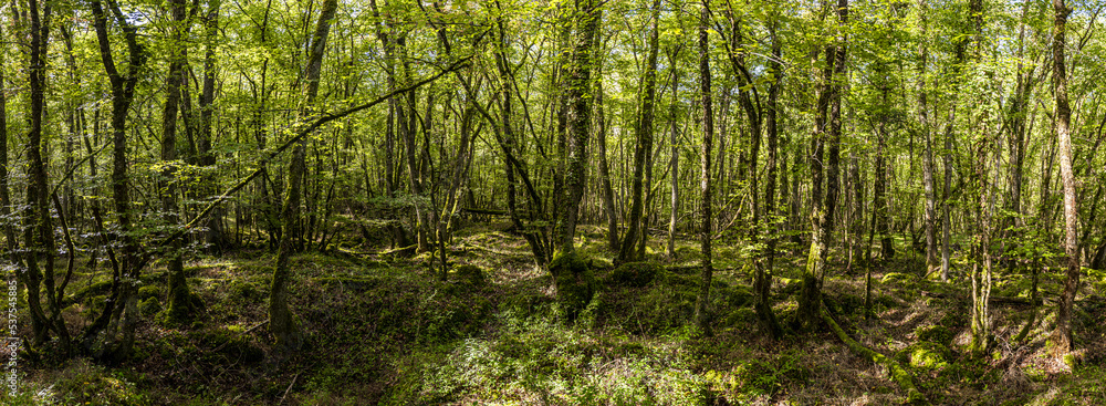 Obraz premium Sous bois de basse futaie