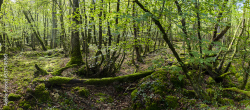 Sous bois de basse futaie