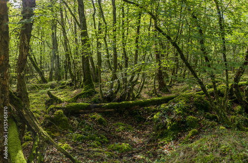 Sous bois de basse futaie photo