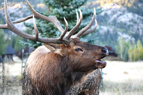 Bull Elk Bugling © StevertS