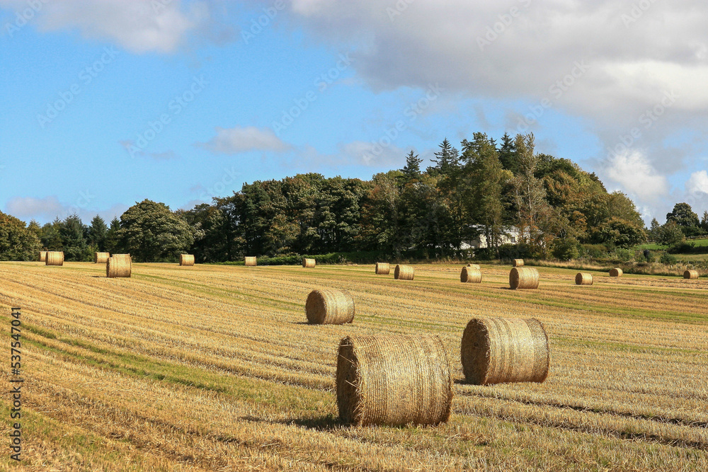 Field in Scotland with round hay bales, United Kingdom