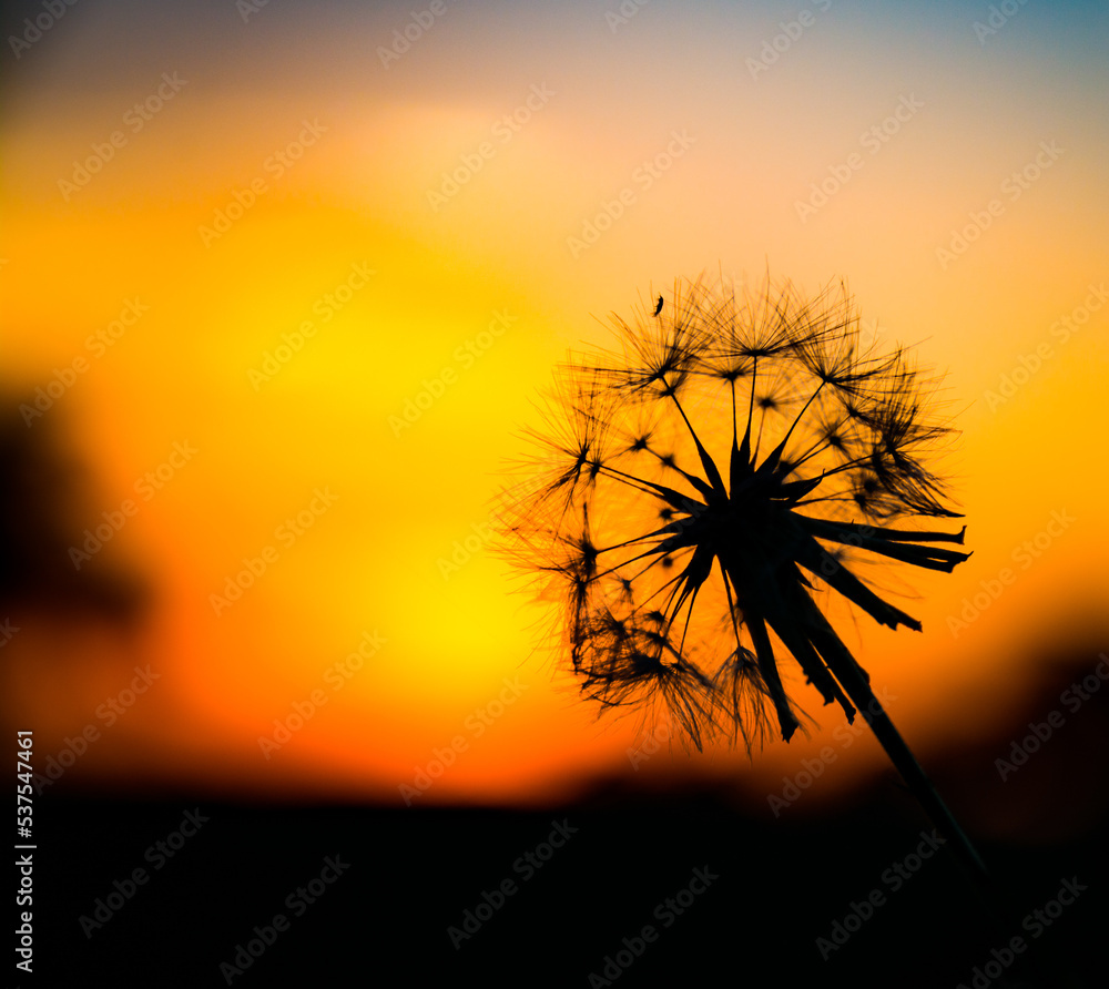 dandelion against sunset