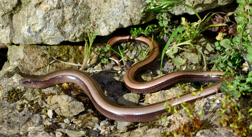 Fototapeta premium Greek slow worm // Griechische Blindschleiche (Anguis graeca) - Peloponnese, Greece