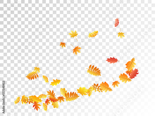 Oak, maple, wild ash rowan leaves vector, autumn foliage on transparent background.