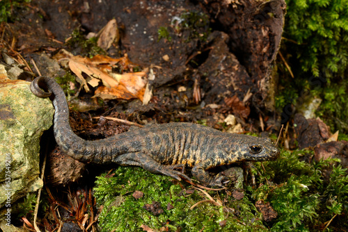 Balkan-Kammolch  M  nnchen in Landtracht    Balkan crested newt  Buresch s crested newt  Triturus ivanbureschi  - Thrakien  Griechenland