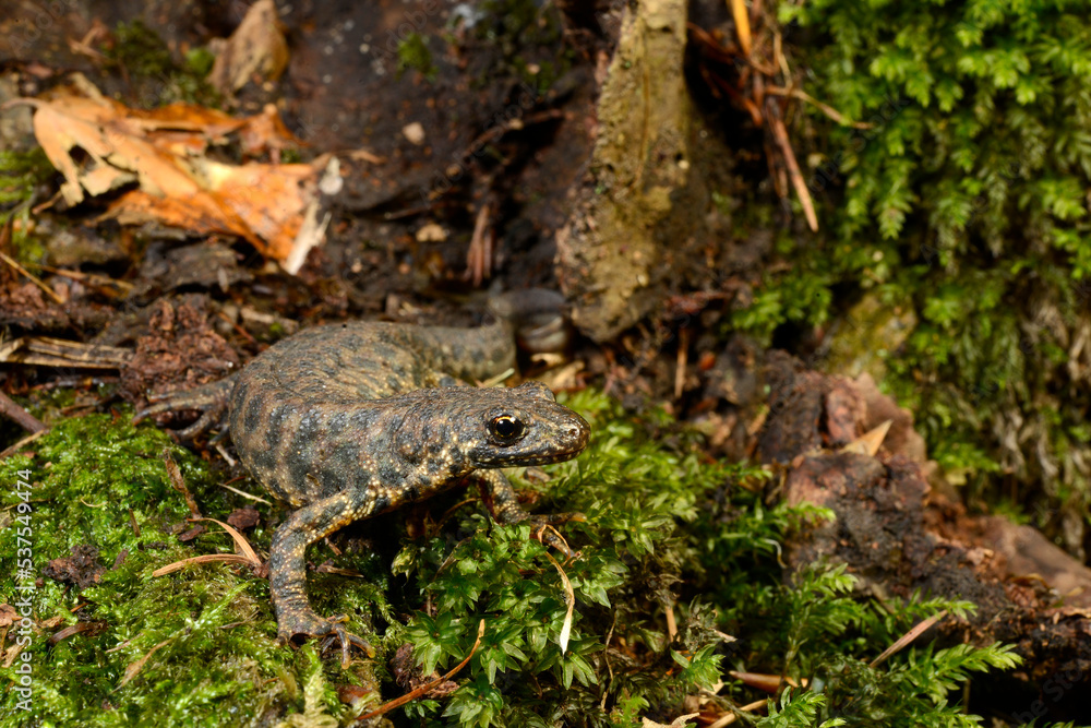 Fototapeta premium Balkan crested newt, Buresch's crested newt // Balkan-Kammolch (Triturus ivanbureschi) - Thrace, Greece
